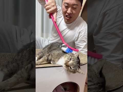 고양이 친엄마 찾아주기