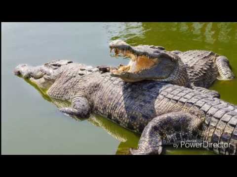 Eldiz Mune ft. Sean Rii - Pukpuk Kaikai Pukpuk (2016)