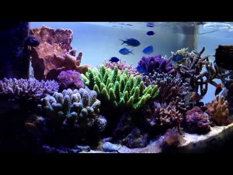 20 Gallon nano SPS reef tank 【60cm規格サンゴ水槽】