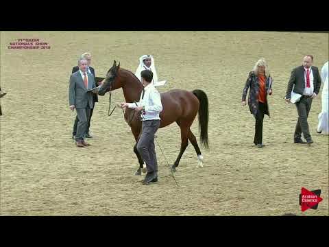 N.308 THAHAB AJMAN - 21st Qatar National 2018