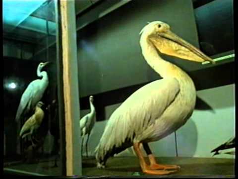 MÚZEUM ŽIVOTA - Šamanov hrob (1/3)