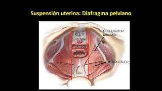 Aparato genital femenino - Anatomía