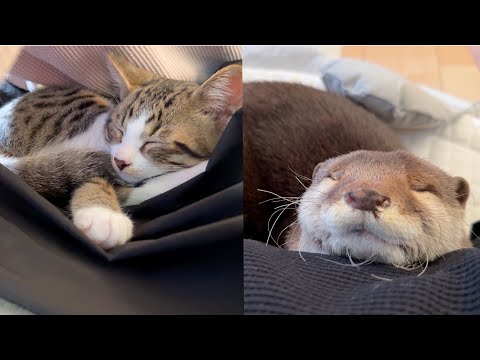 人にくっついていないと寝ないカワウソと子猫 Otter and kitten that won't sleep unless attached to a person