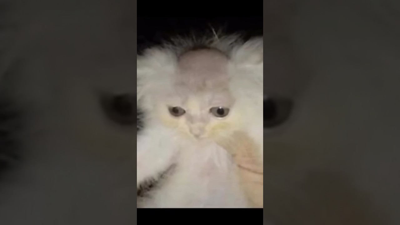 Curious Cat Hits It’s Head On Ceiling Fan #shorts