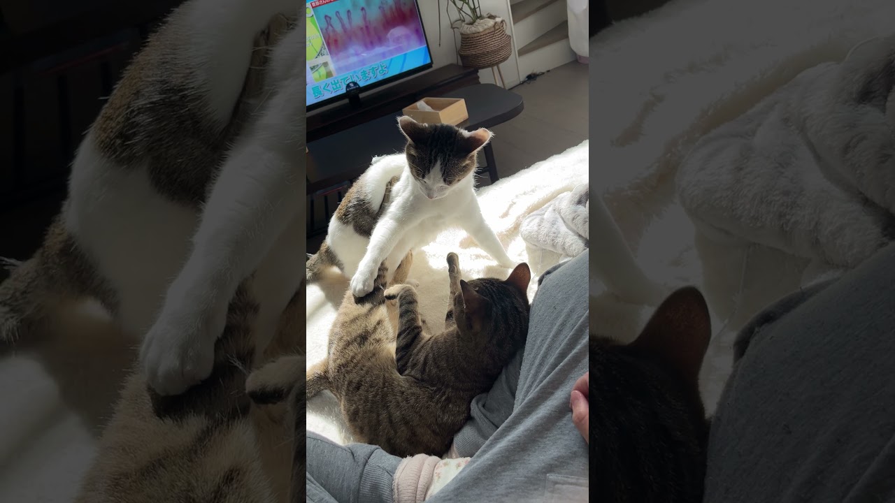 下剋上を諦めないにゃんこ