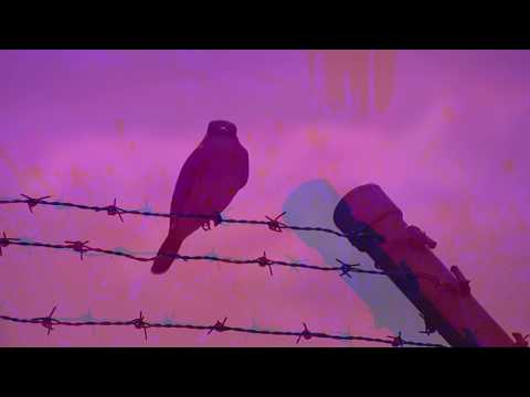 download lagu mp3 mp4 Psychedelic Bird, download lagu Psychedelic Bird gratis, unduh video klip Download Psychedelic Bird Mp3 dan Mp4 Unlimited Gratis