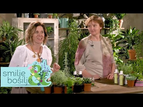 SMILJE I BOSILJE | NAJLEKOVITIJA BILJKA - KOPRIVA | TV DR