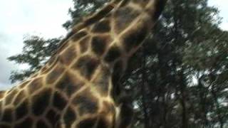 preview picture of video 'Giraffe Center Nairobi Kenya'