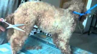 TRAINING Dog Grooming. POODLE .MODERN.