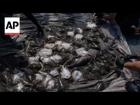 Stingray stings surge at Southern California beaches as waters warm