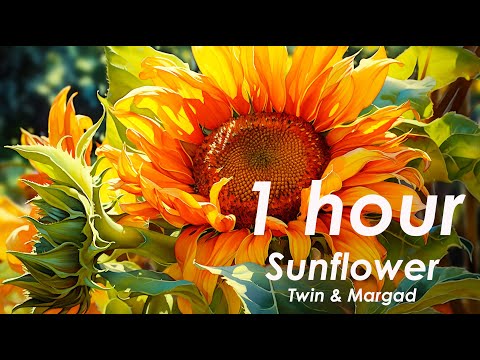 [ 1 hour ] Sunflower 🌻🌻🌻 - Twin Margad