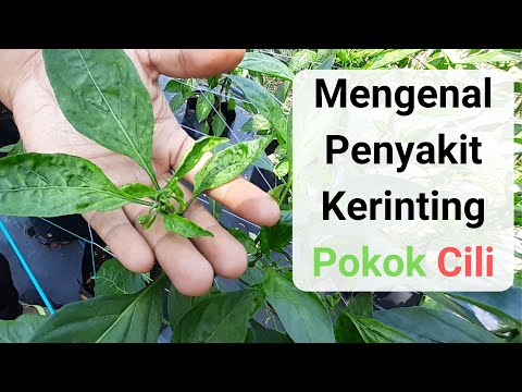 Download Penyakit Pokok Cili 3gp Mp4 Codedfilm