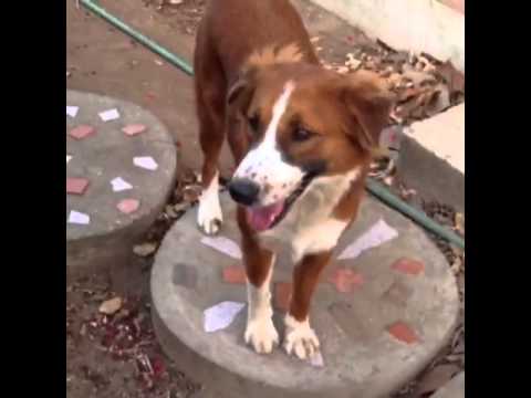 download lagu mp3 mp4 Are Cashews Bad For Dogs, download lagu Are Cashews Bad For Dogs gratis, unduh video klip Are Cashews Bad For Dogs
