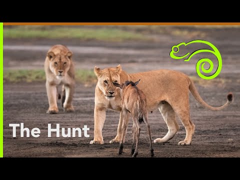 Lions hunt a Wildebeest calf in the Serengeti