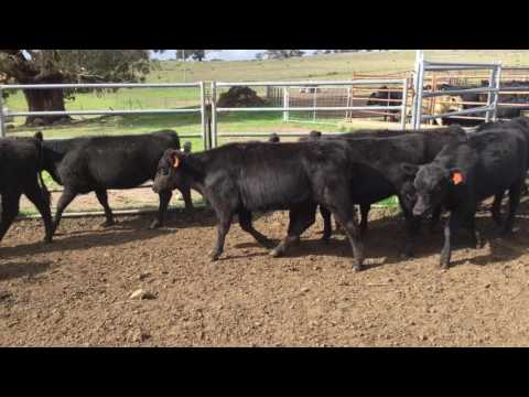 40 ANGUS HEIFER WEANERS A/C PINEHILL PASTORAL