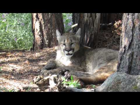 Crow Hill Mountain Lion