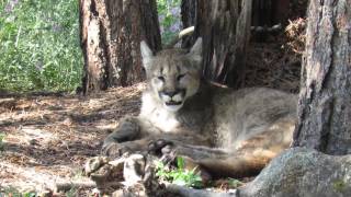 Crow Hill Mountain Lion