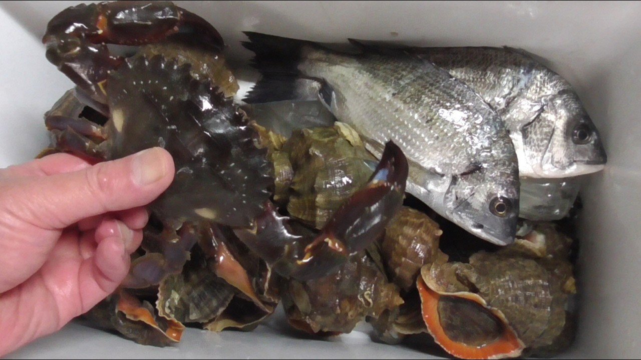 【アカニシ祭り】無職は夜の海をガサって食料自給率を上げていくのだ
