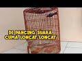BURUNG MURAI BATU DIPANCING SUARA KO CUMA LONCAT LONCAT