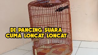 Download lagu BURUNG MURAI BATU DIPANCING SUARA KO CUMA LONCAT LONCAT mp3