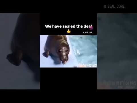 sealed the deal #sealife #seal #funny  #random #fypシ゚ #fyp