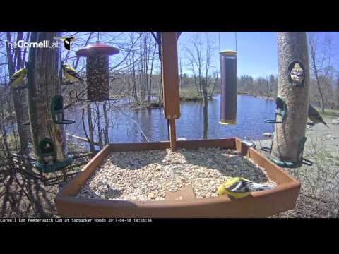 American Goldfinches – Cornell Feeders – Apr. 18, 2017