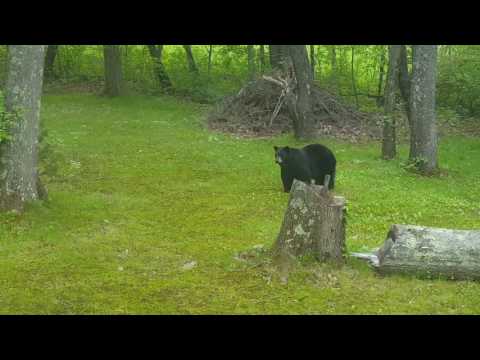 Bear visits New Braintree Massachusetts  with surprise