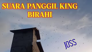 Download lagu SUARA PANGGIL BURUNG WALET !!! KING BIRAHI mp3