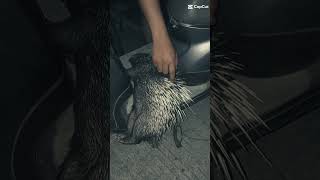 Download lagu BERBURU MALAM POINT LANDAK HAMA MUSUH PETANI!!! mp3 Download lagu BERBURU MALAM POINT LANDAK HAMA MUSUH PETANI!!! mp3