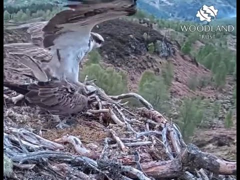 Blown away! Comical failed mating attempt in high winds on the Loch Arkaig Osprey nest 20 May 2021