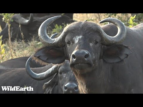 Buffalo in the golden light