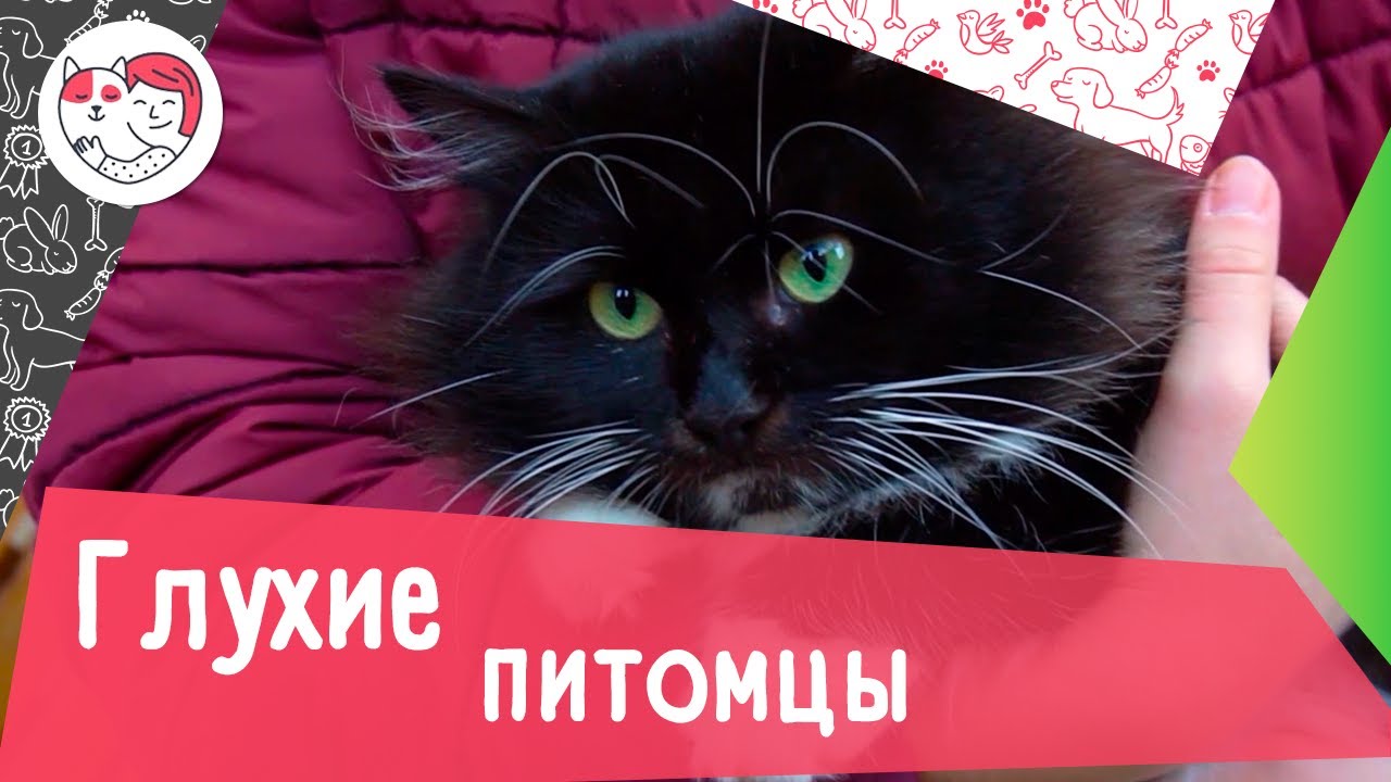 4 особенности содержания глухого питомца