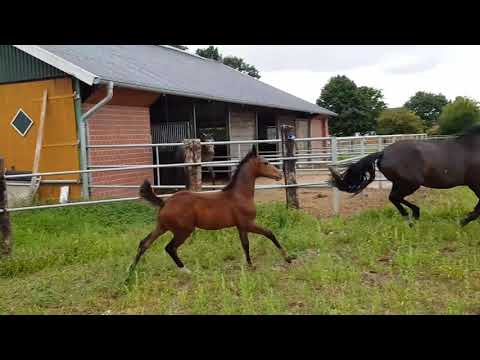 Hengstfohlen von Secret- Heinrich Heine