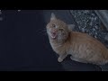 Ginger Cat Is Saying Something Me