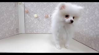 ポメラニアンの動画02