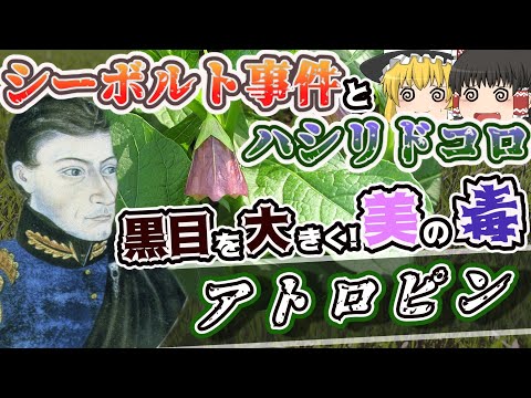 ブラックベラドンナ 植物