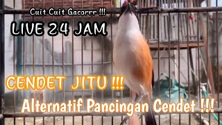 Download lagu SUARA BURUNG CENDET GACOR FULL TEMBAKAN BONGKAR ISIAN MEWAH MATERI KEKINIAN mp3