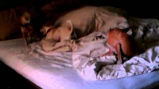 Samantha and Stella playing on the bed. While Serena grooms self.