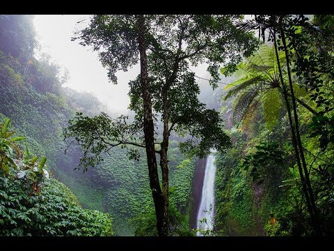 1 Hour - Australian Rain Forest Bird Sounds