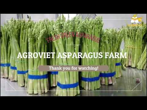 Organic Asparagus Biggest Farm in Vietnam