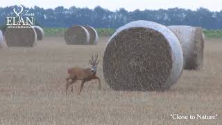 Roe buck hunting in Hungary