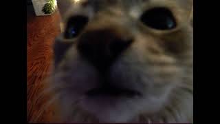 Cover art for no wind resistance sped up