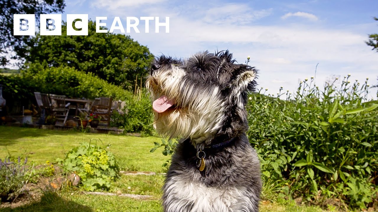 These Puppies Love Treats A Little Too Much | Wonderful World of Puppies | BBC Earth