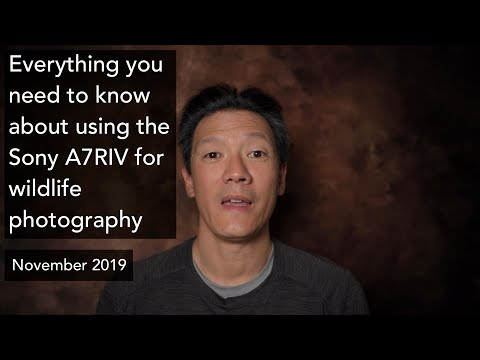 Everything you need to know about using the Sony A7RIV for wildlife photography (November 2019)