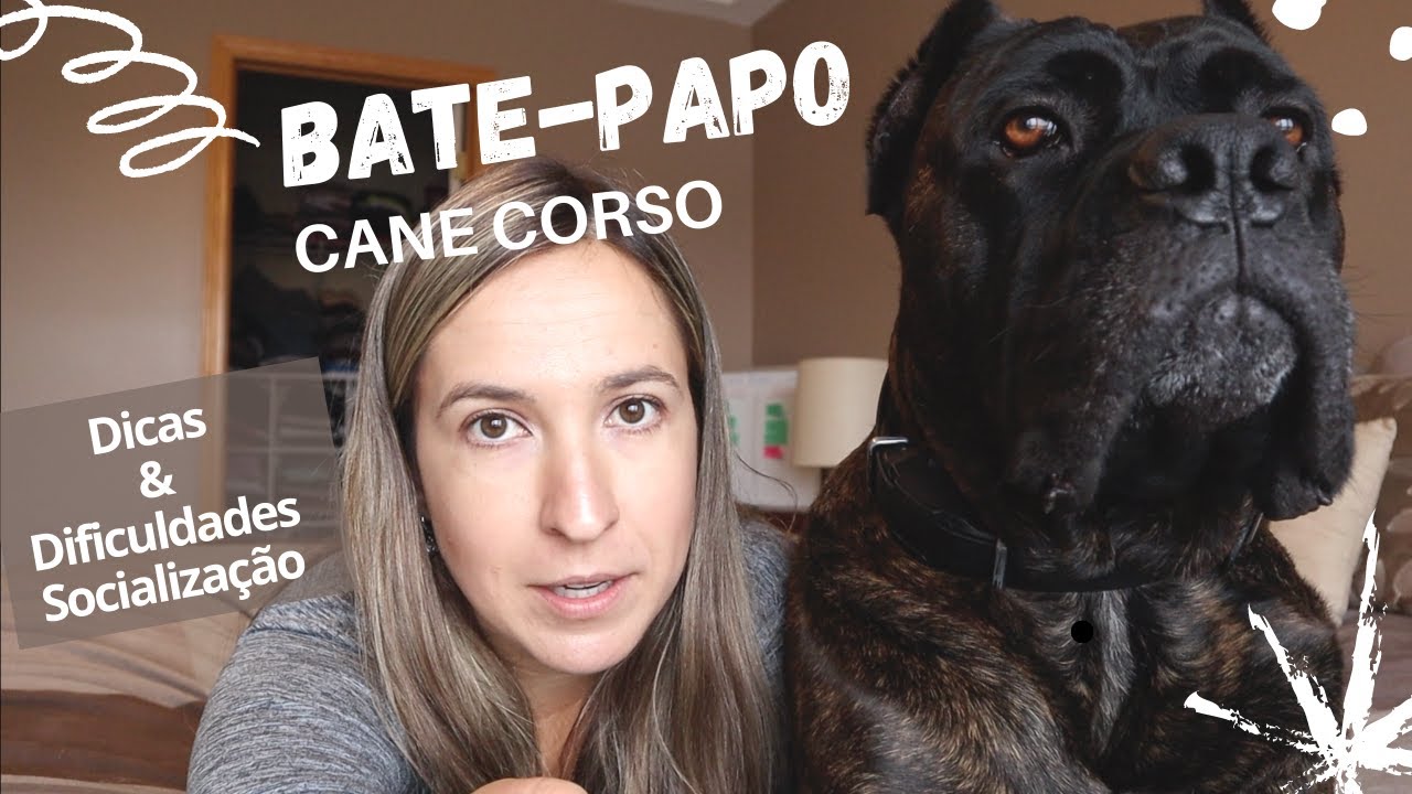 Bate Papo com CANE CORSO - Dicas & Dificuldades Treino de Comportamento