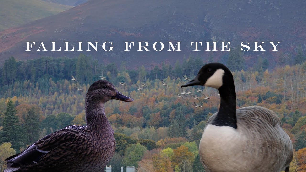 Jordan Bennett - Falling From The Sky