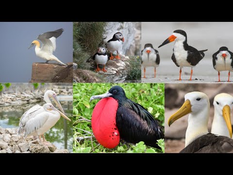 Seabirds for Children | Fun Facts, Names, and Sounds of Seaside Birds! 🌊🐦