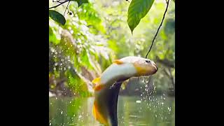 🎏 Nature full-screen status video 🌱4k video🌍 HD - 2021 || Fish WhatsApp Status Video  || Nature || 🎏