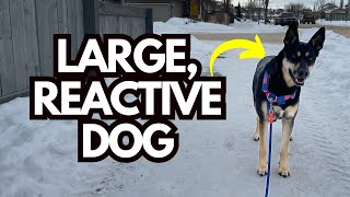 Leash Reactive Dog? How to Prevent Reactions on Walks