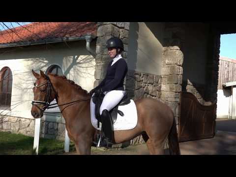 LA PERLA 8j. Dunkelfuchsstute v. Airman xx - D´Accord